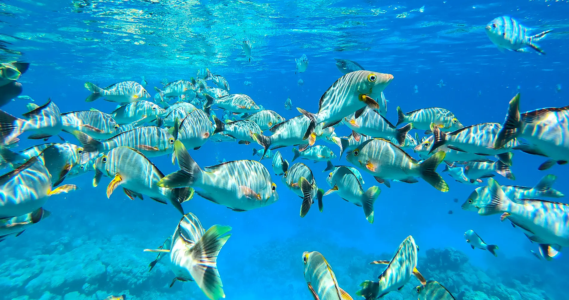 6_S040319_Rangiroa_FondMarinStudioPonant-Olivier-Blaud.jpg