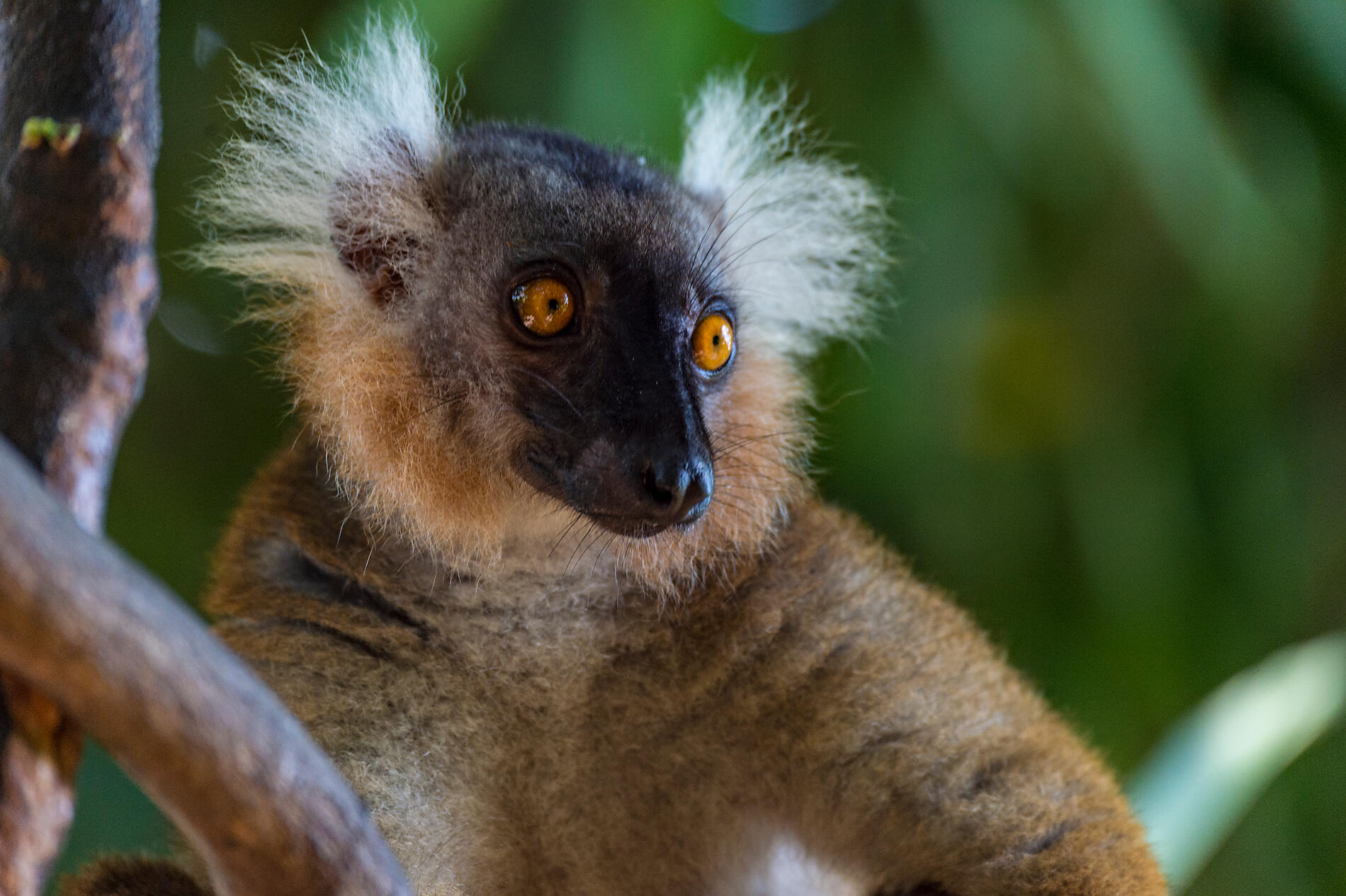 11-Y010419_Nosy-Komba©StudioPonant-LaurenceFISCHER.jpg