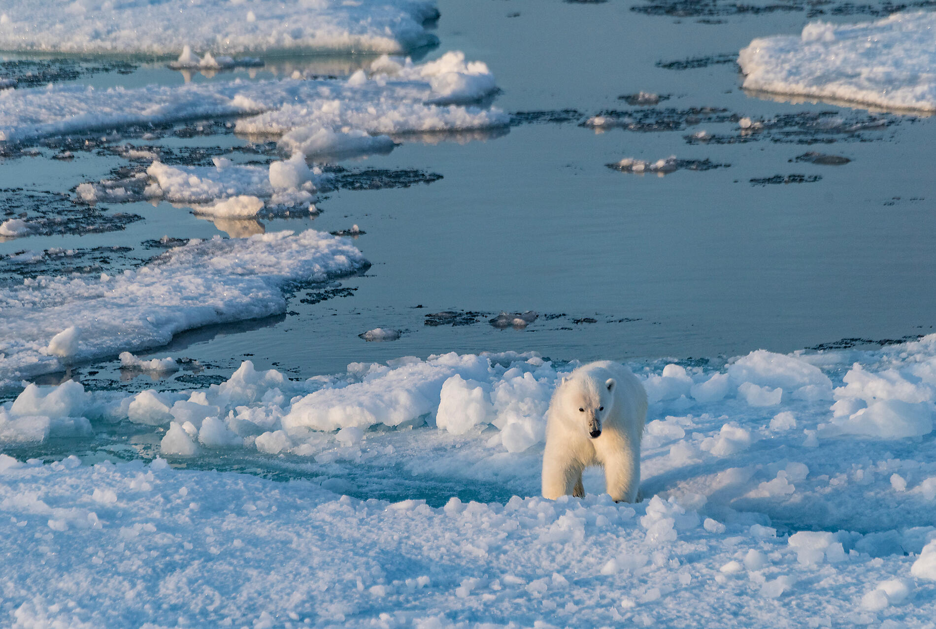 Best of-10342_A240819_Kangerlussuaq-Nome©Studio PONANT-Laurence Fischer.jpg