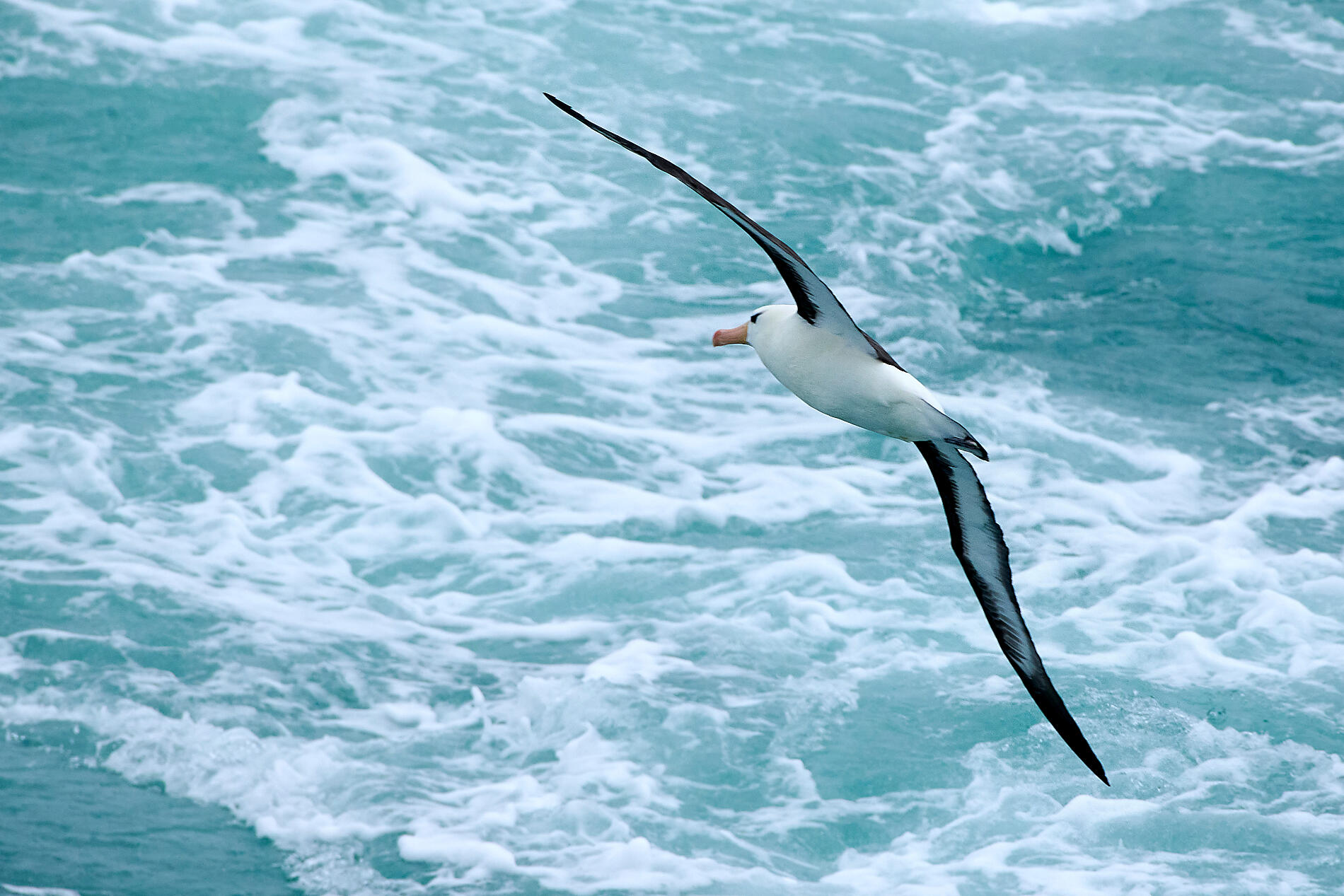 15Dec15h39m40s_Drake Passage©PONANT-MLouagie_MKL_0065.jpg
