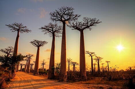 15 Févr 27 - Morondava