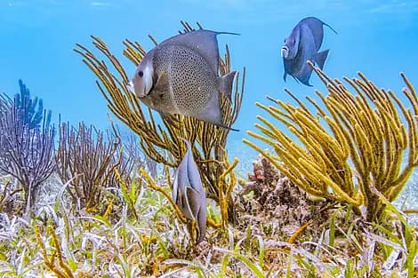 8 Janv 26 - Half Moon Caye
