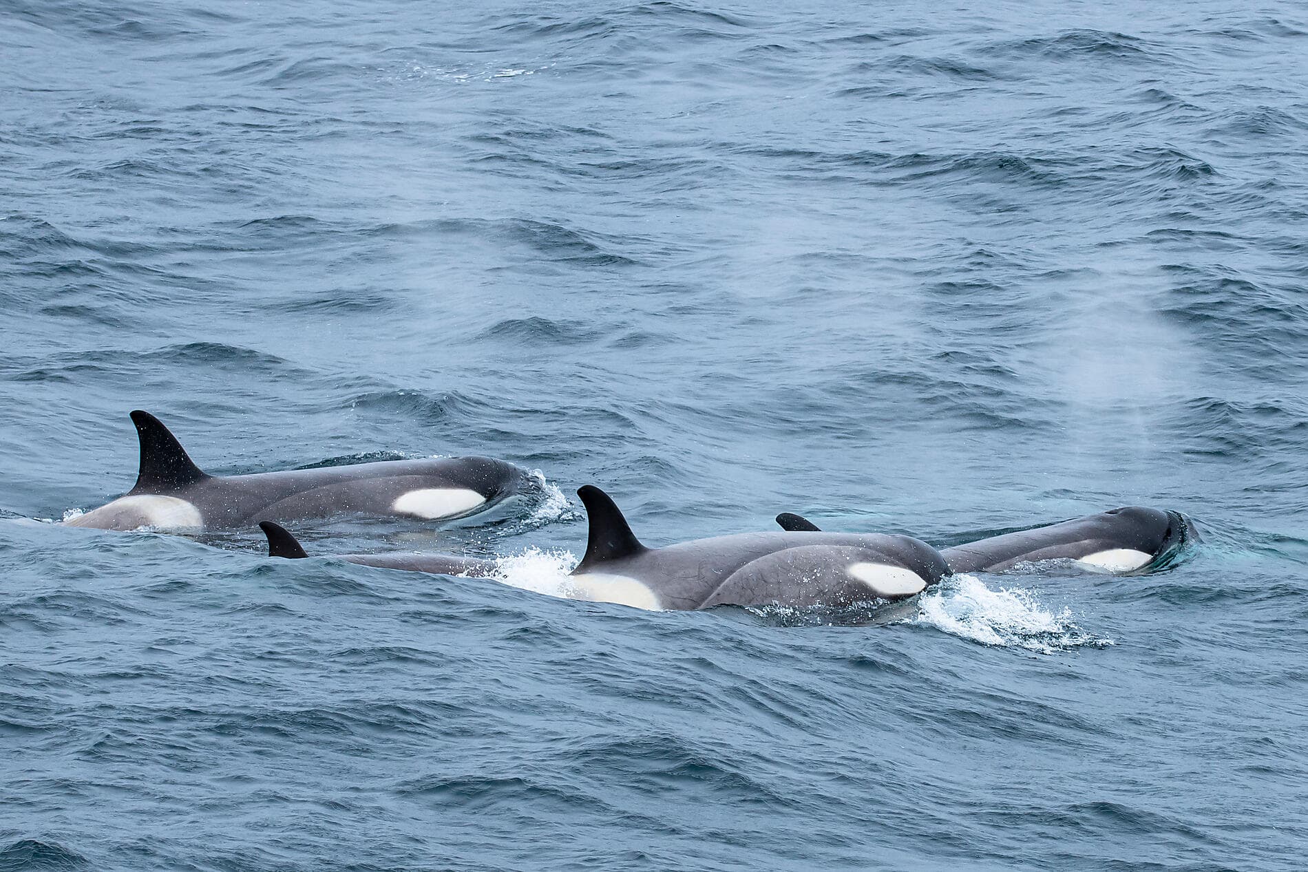 Les manchots empereurs de la mer de Weddell 
