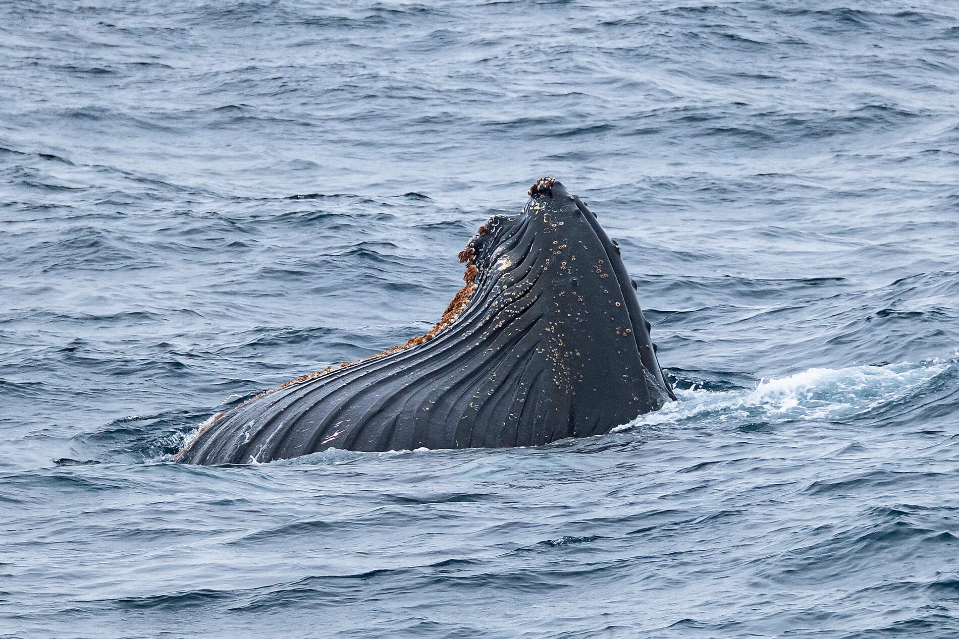 Les manchots empereurs de la mer de Weddell 