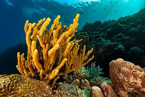 23 Juin 26 - Îles Barat Daya