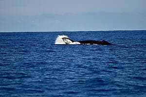 Expédition baleines avec biologiste marin