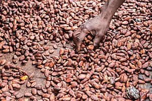Le chocolat: entre histoire et dégustation