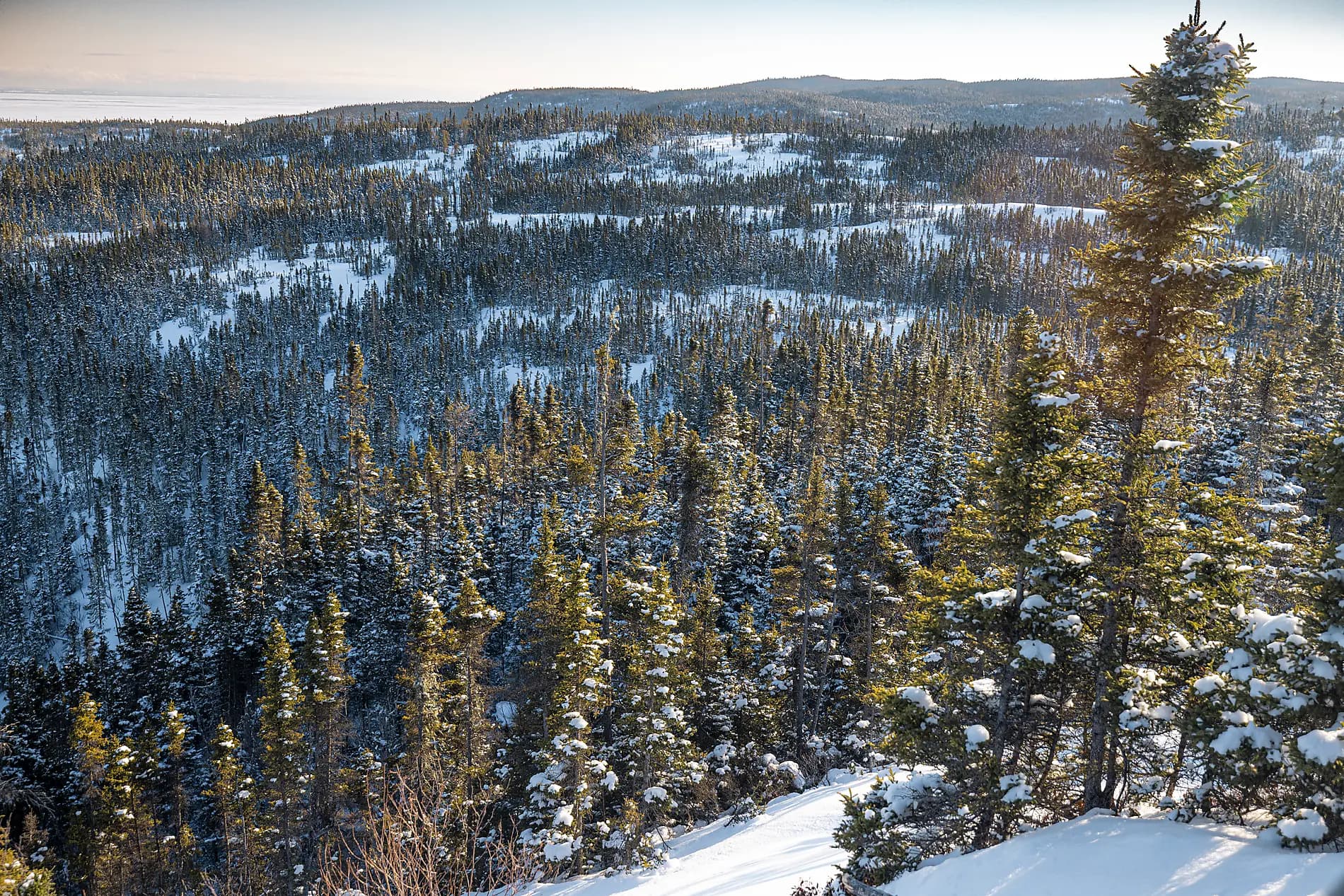 Le fleuve Saint-Laurent au cœur de l'hiver boréal 