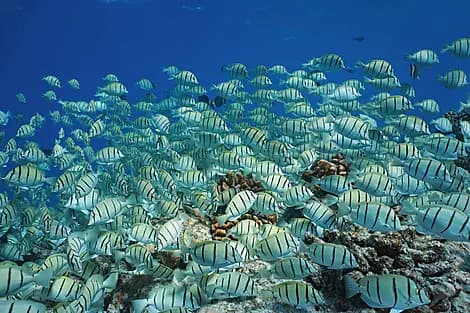 6 Oct 26 - Makatea, îles Tuamotu