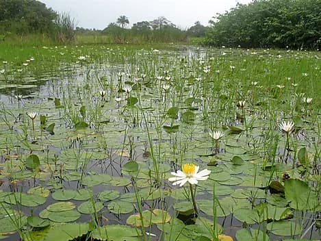 22 Nov 26 - Île d'Orango, Bijagos