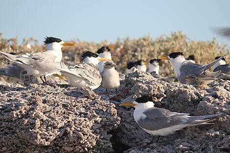 23 Août 25 - Parc marin des îles Abrolhos