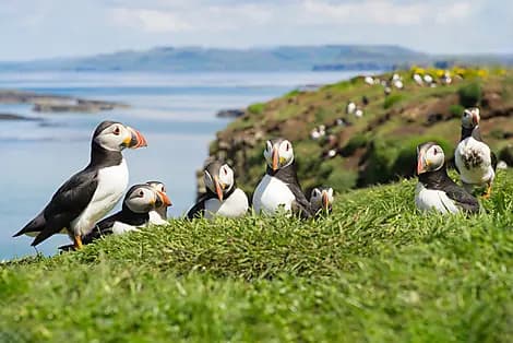 22 Mai 26 - Lunga, îles Treshnish