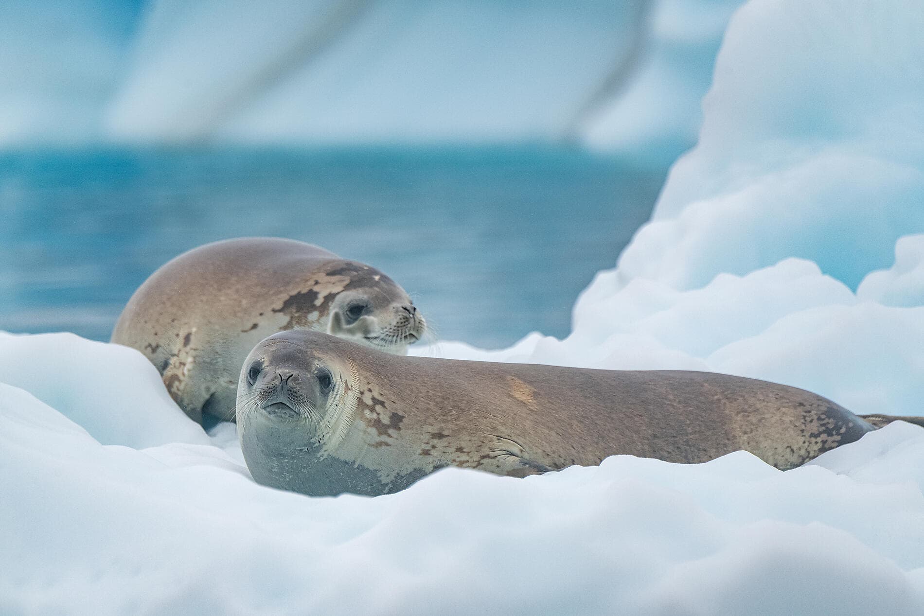 Entre deux continents, terres inexplorées d’Antarctique 