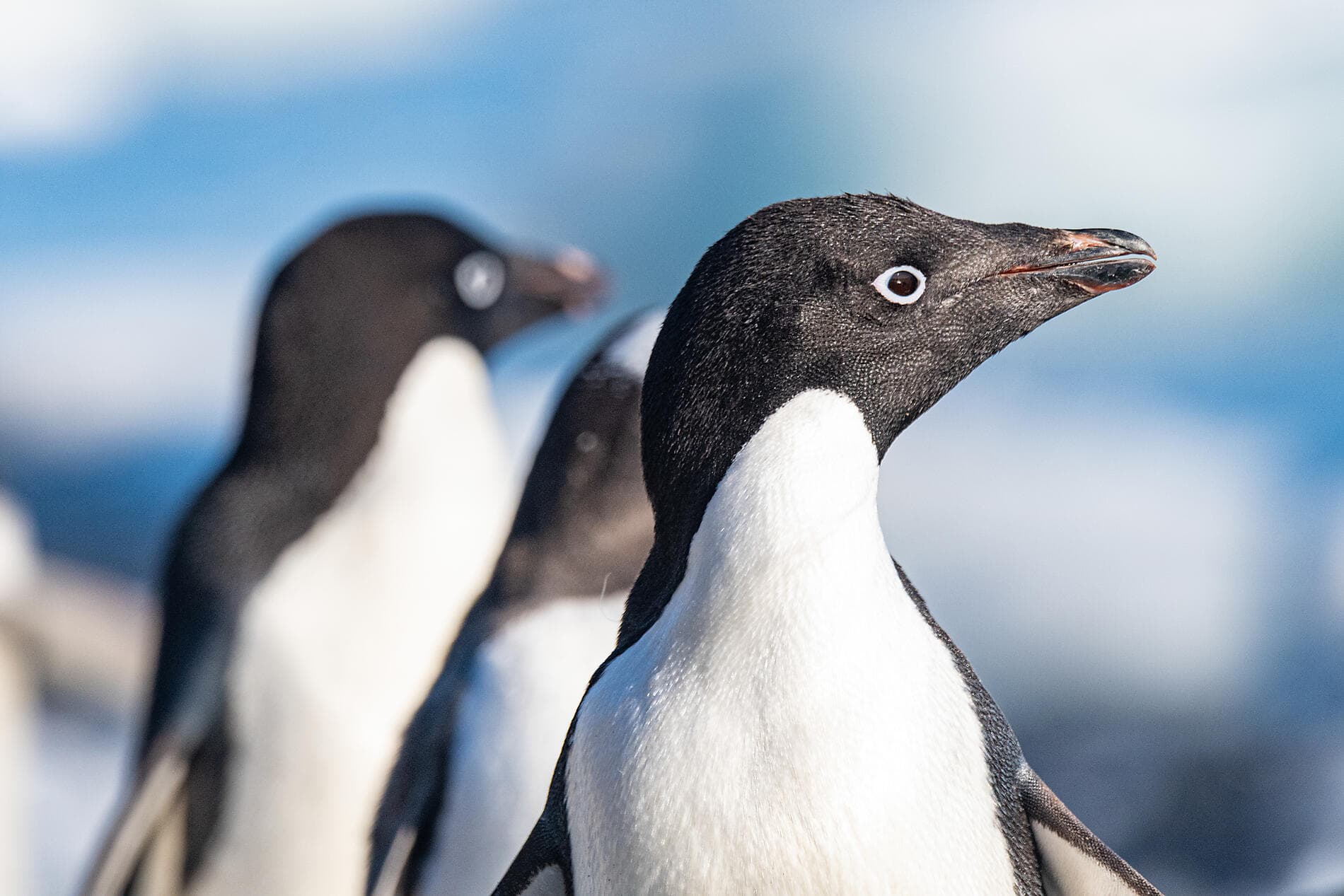 Entre deux continents, terres inexplorées d’Antarctique 