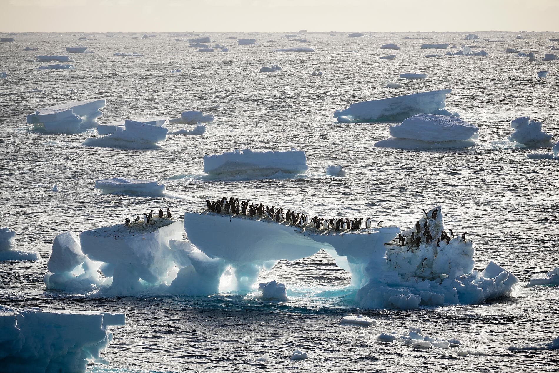 Entre deux continents, terres inexplorées d’Antarctique 