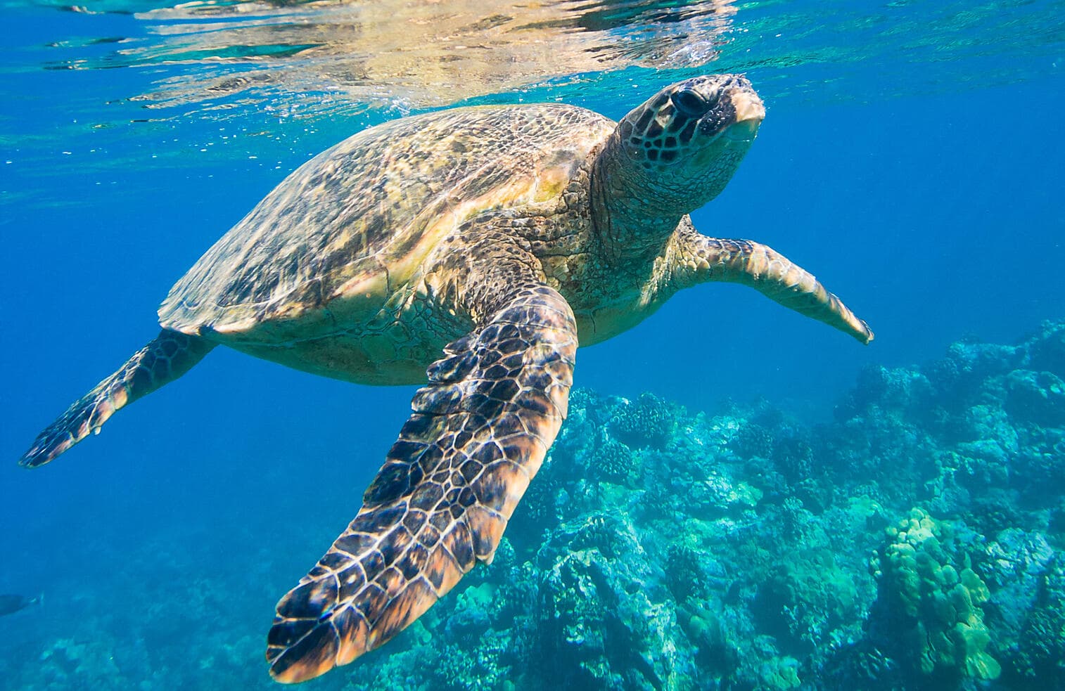 Zanzibar, Aldabra et trésors de l’océan Indien 