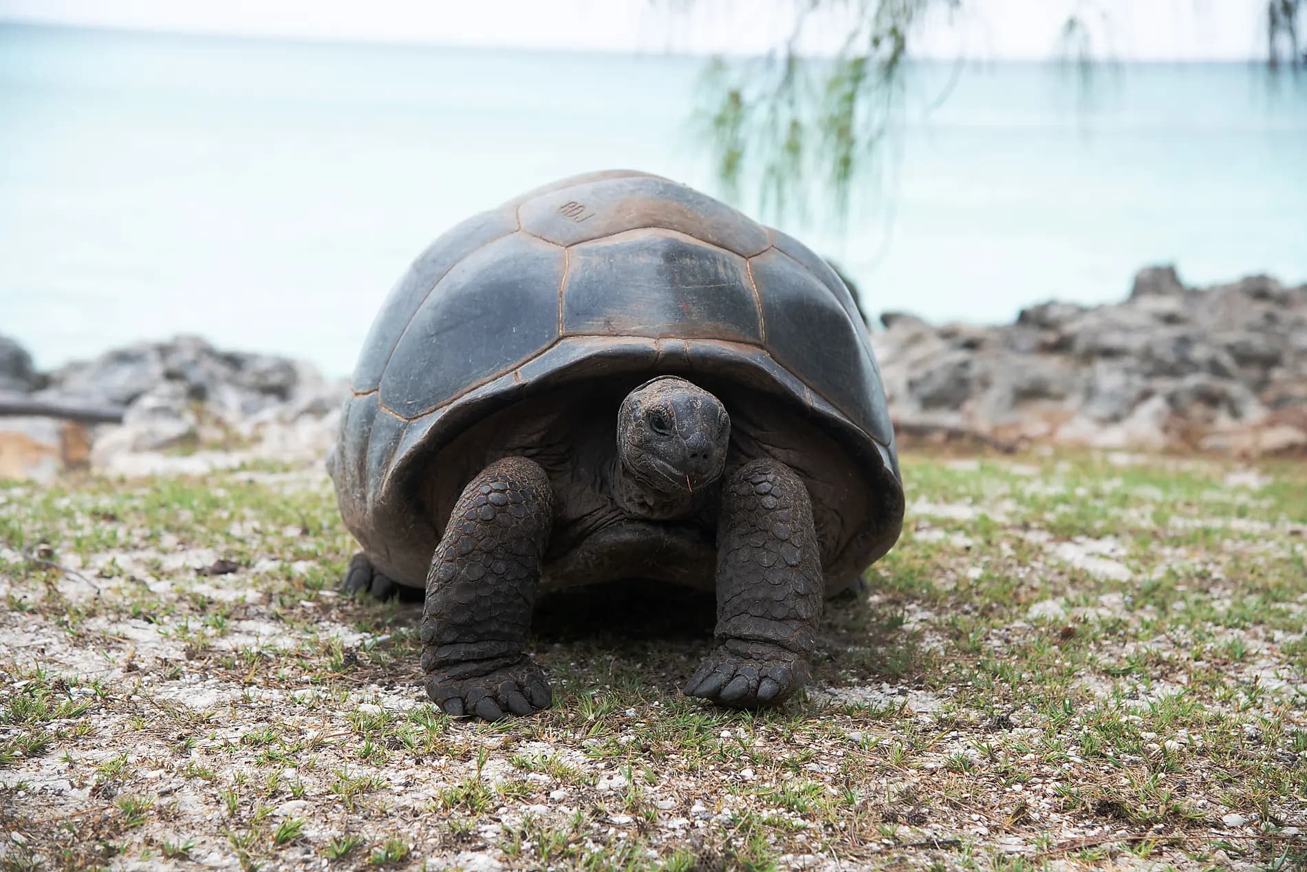 Zanzibar, Aldabra et trésors de l’océan Indien 