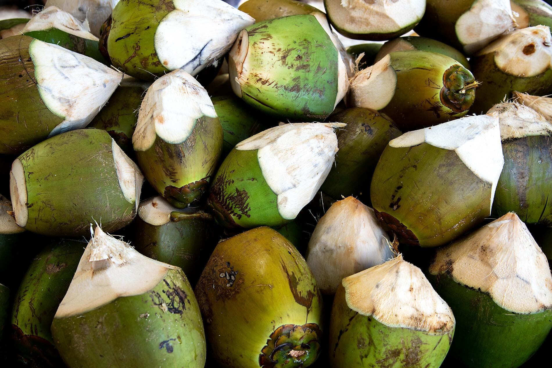 Zanzibar, Aldabra et trésors de l’océan Indien 