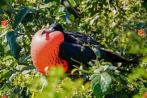 Les oiseaux Frégates de Barbuda