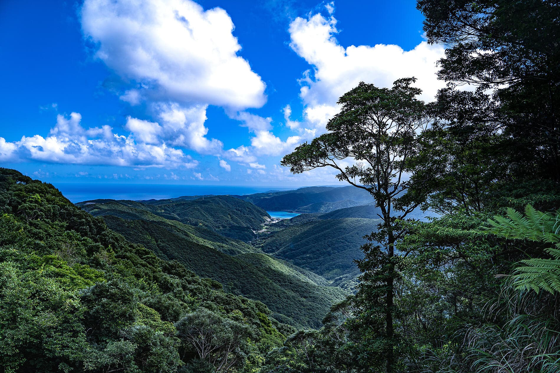 Odyssée au cœur des îles subtropicales du Japon 