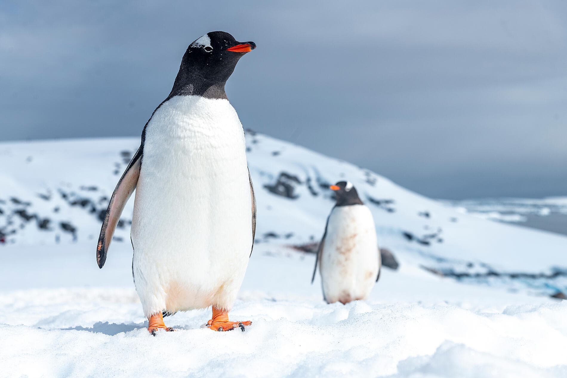 L’Antarctique emblématique  