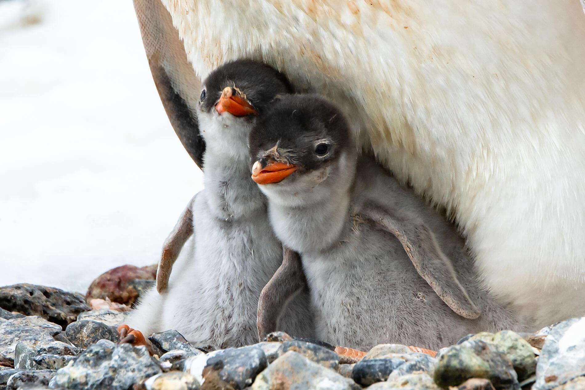 L’Antarctique emblématique  