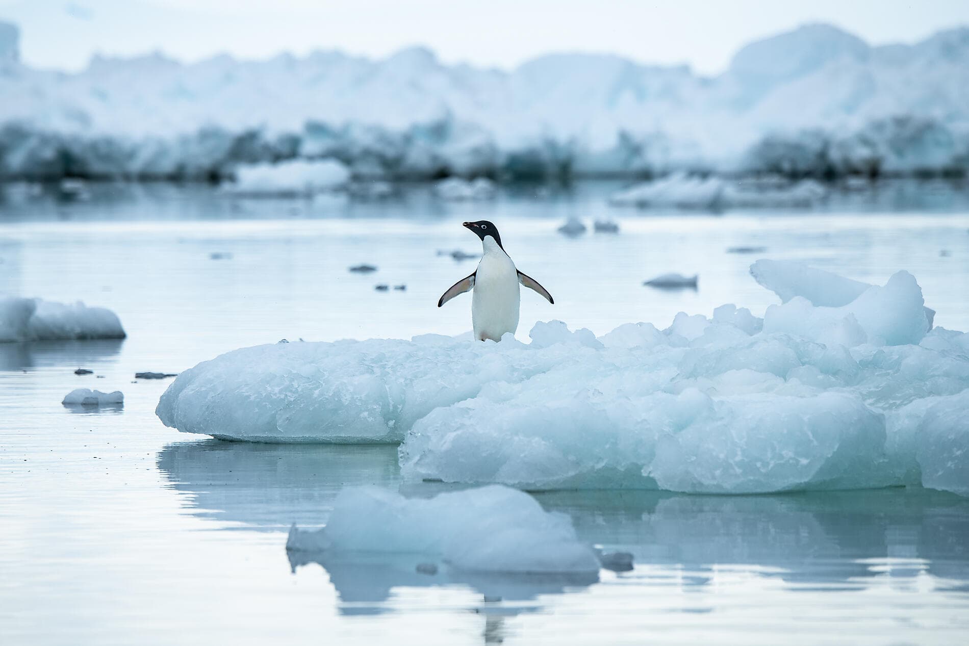 L’Antarctique emblématique  