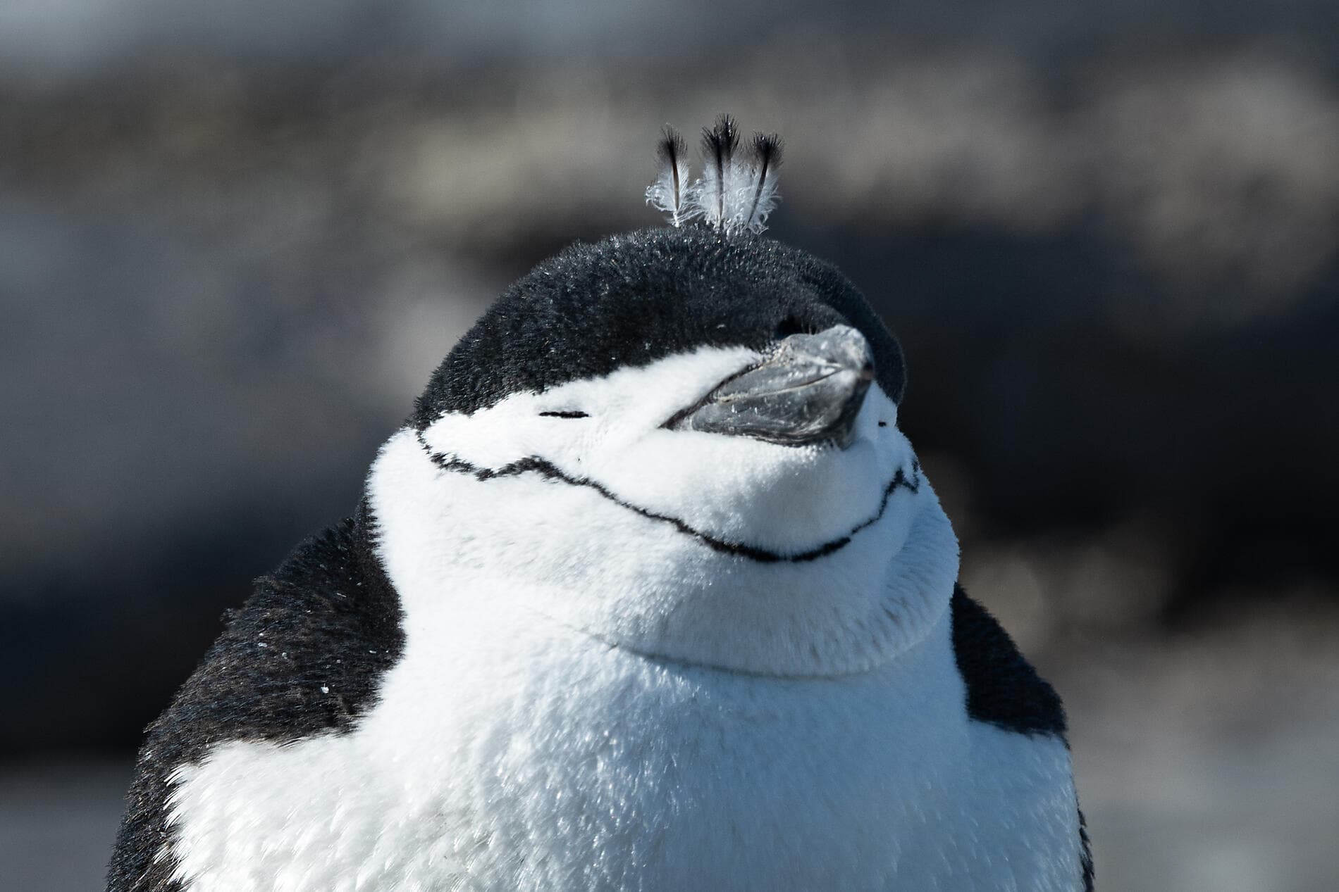 L’Antarctique emblématique  