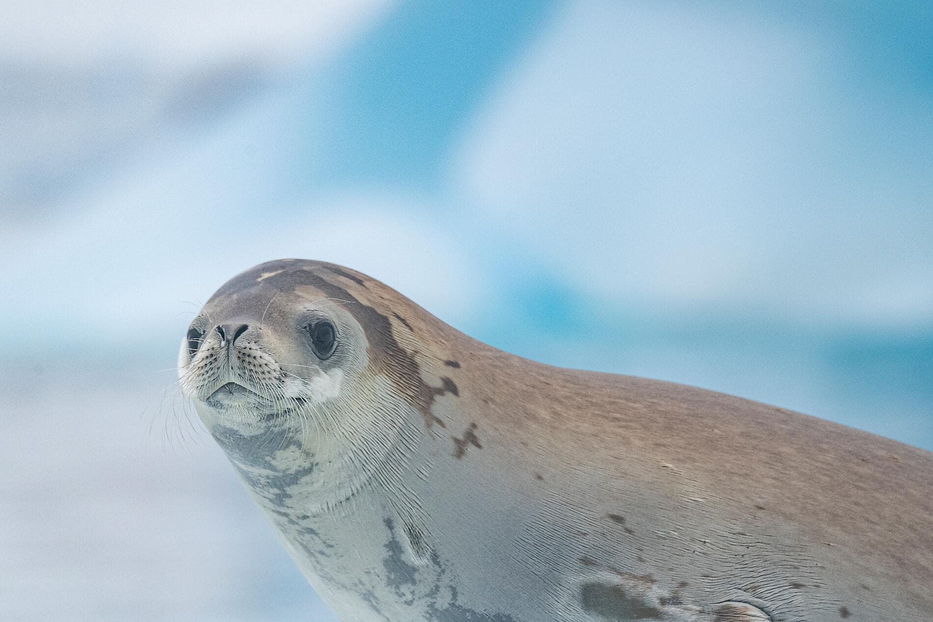 L’Antarctique emblématique  