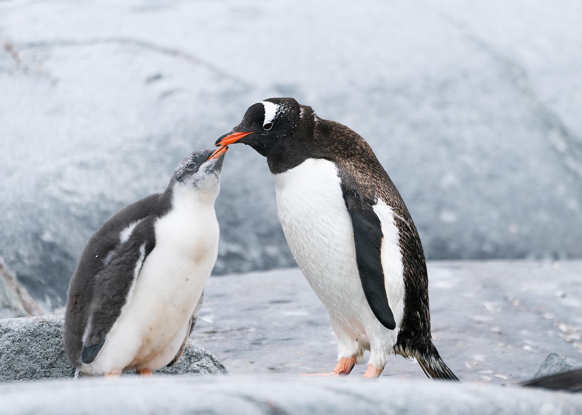 L’Antarctique emblématique  