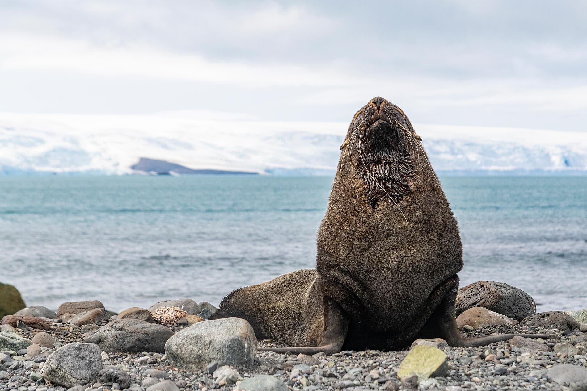 L’Antarctique emblématique  