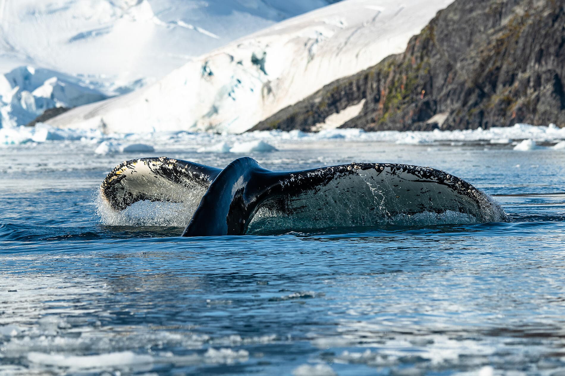 L’Antarctique emblématique  