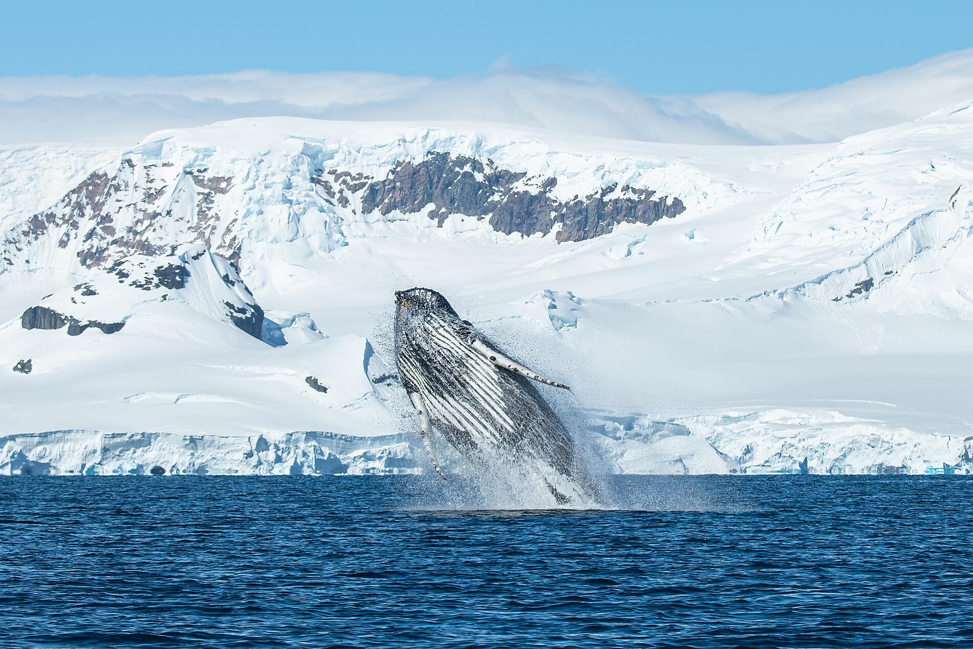 L’Antarctique emblématique  