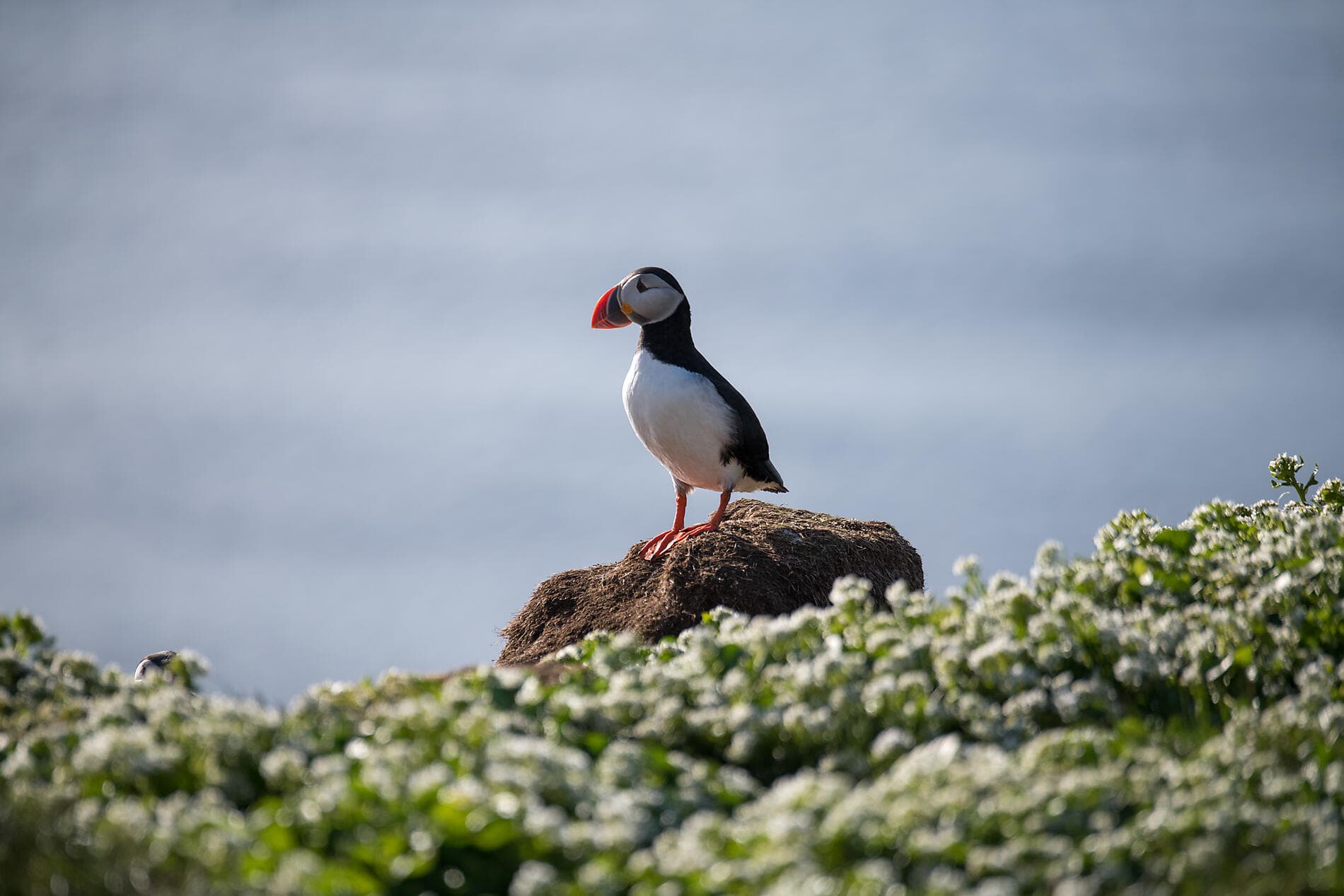 Territoires sauvages d’Écosse, des îles Féroé et d’Islande 