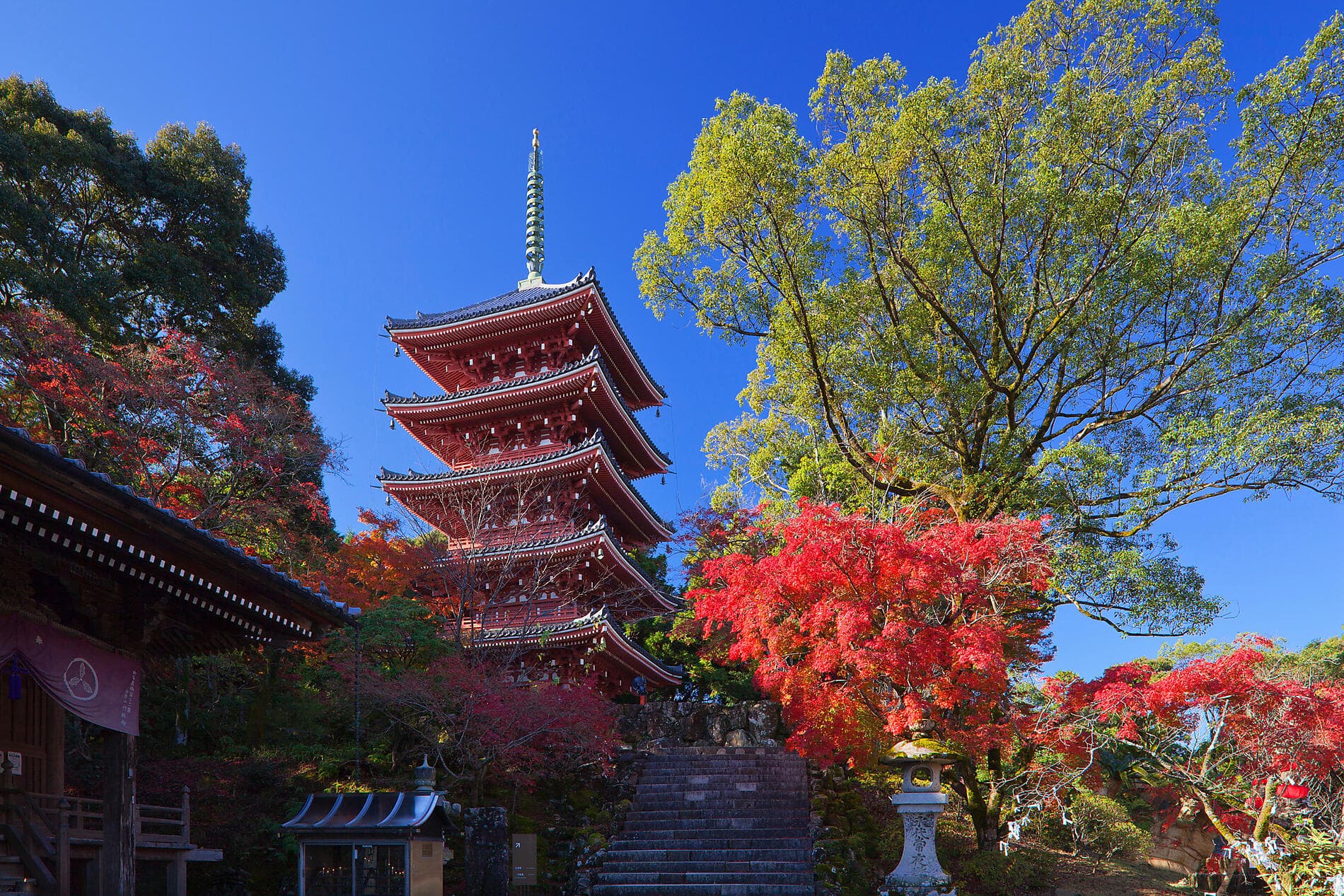 Odyssée au cœur des îles subtropicales du Japon 