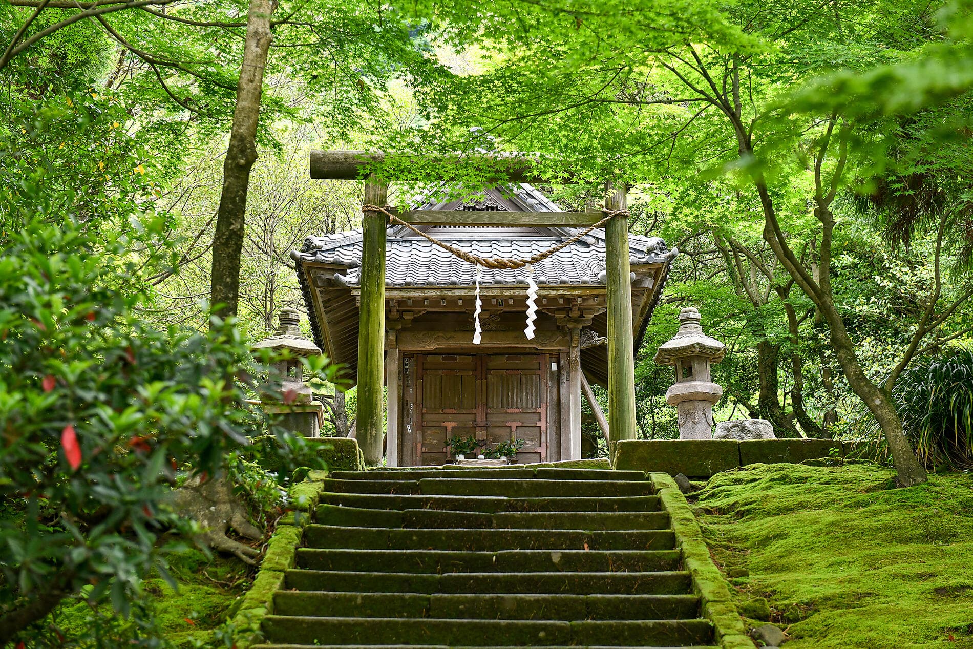 Odyssée au cœur des îles subtropicales du Japon 