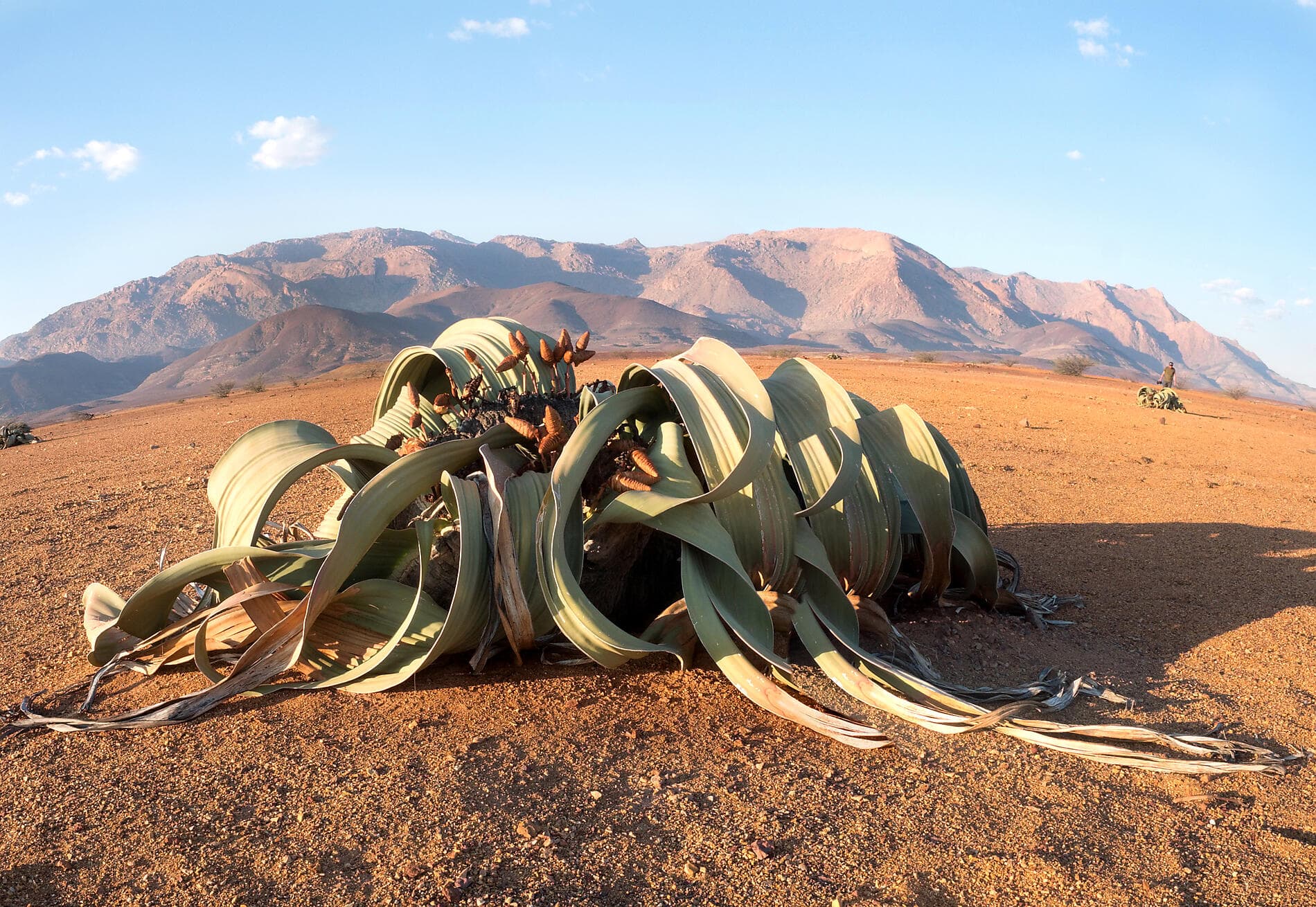 Namibie et Afrique du Sud   