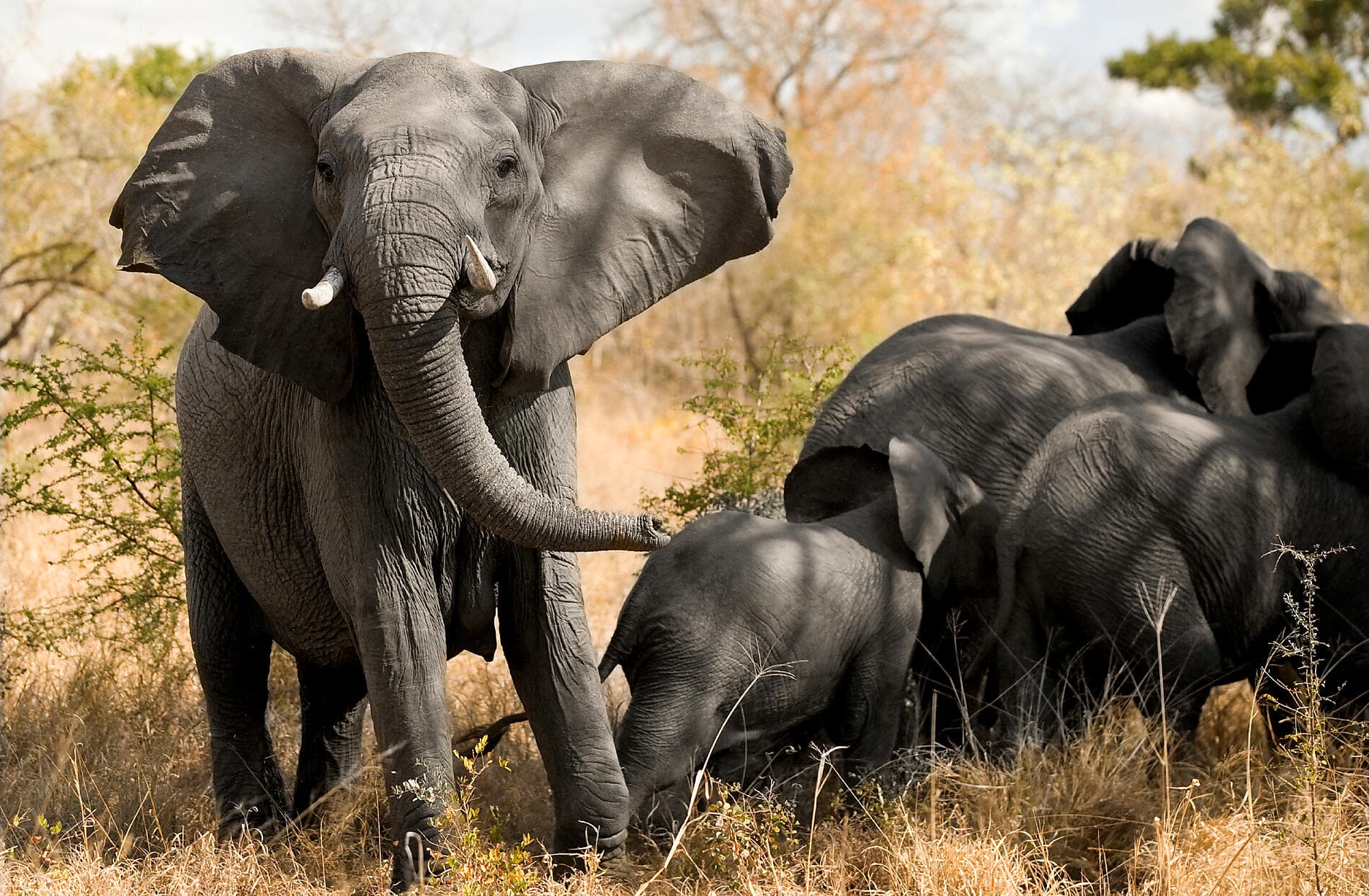 Namibie et Afrique du Sud   