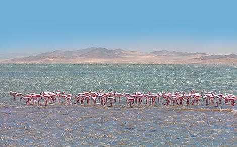 7 Déc 26 - Walvis Bay