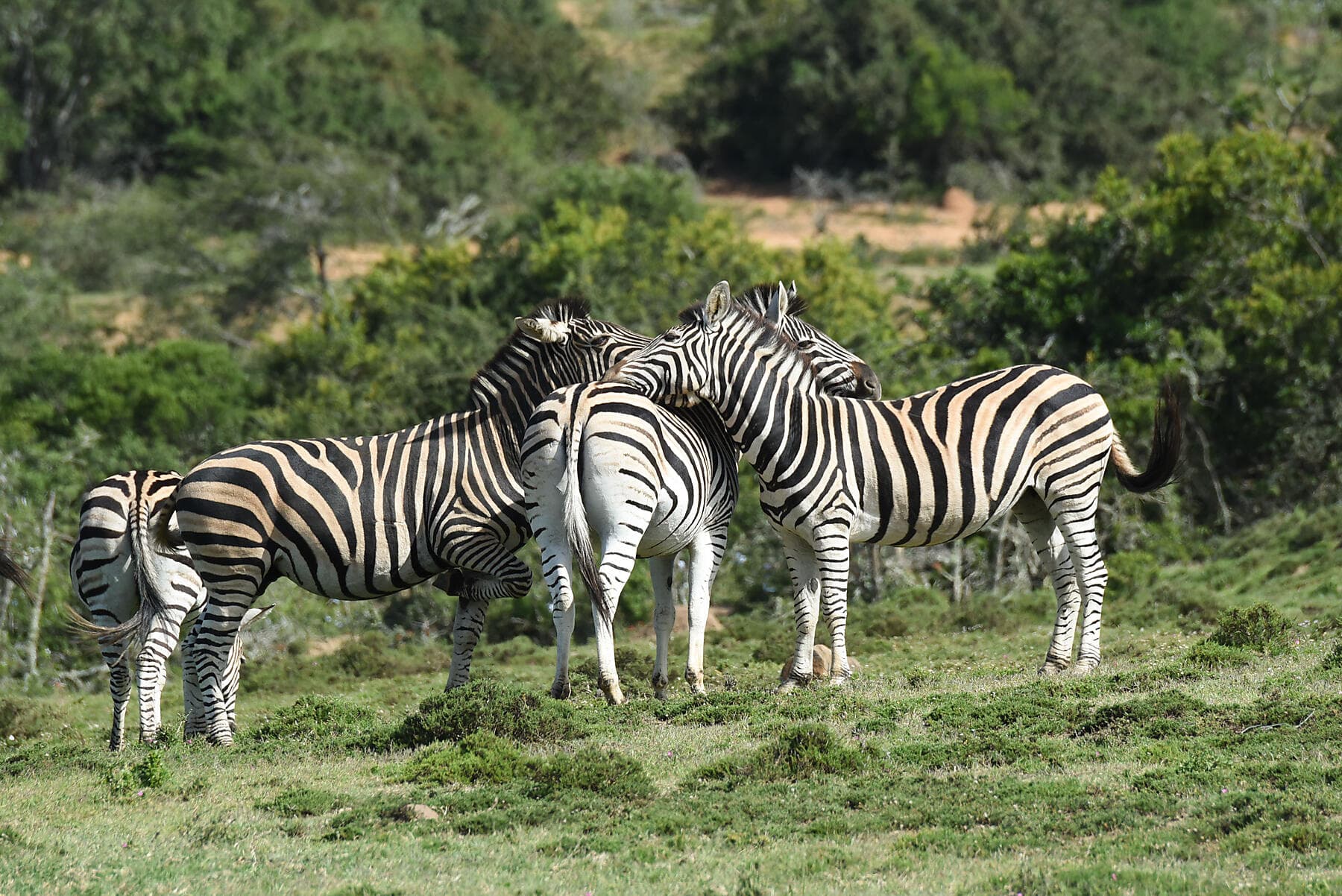 Namibie et Afrique du Sud   
