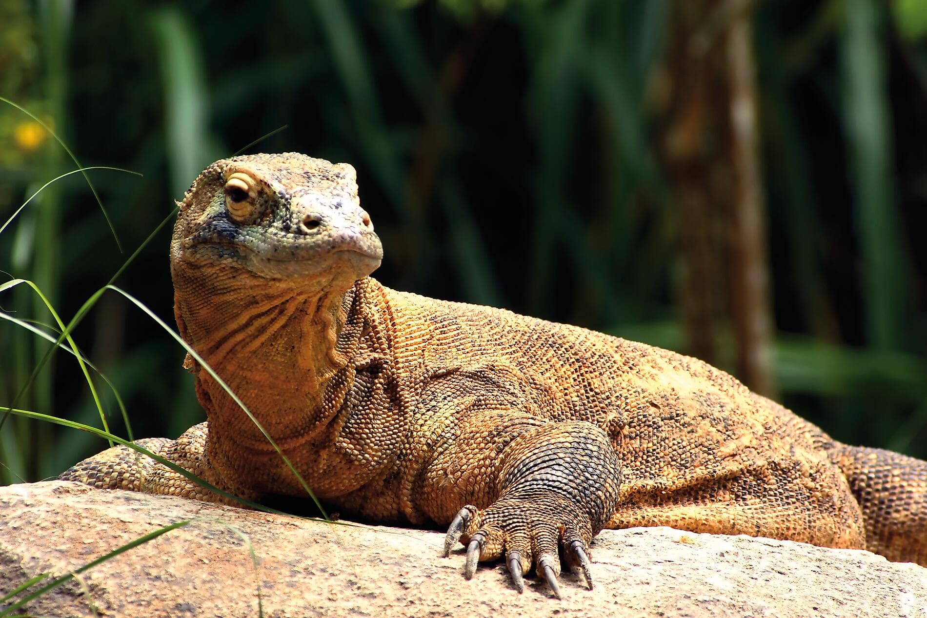 Odyssée tropicale entre nord-est australien et Indonésie 