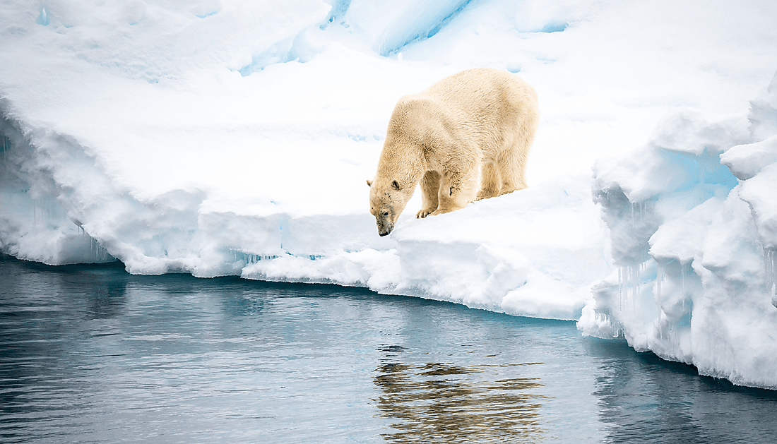 Au cœur des glaces de l'Arctique, du Svalbard au Groenland
