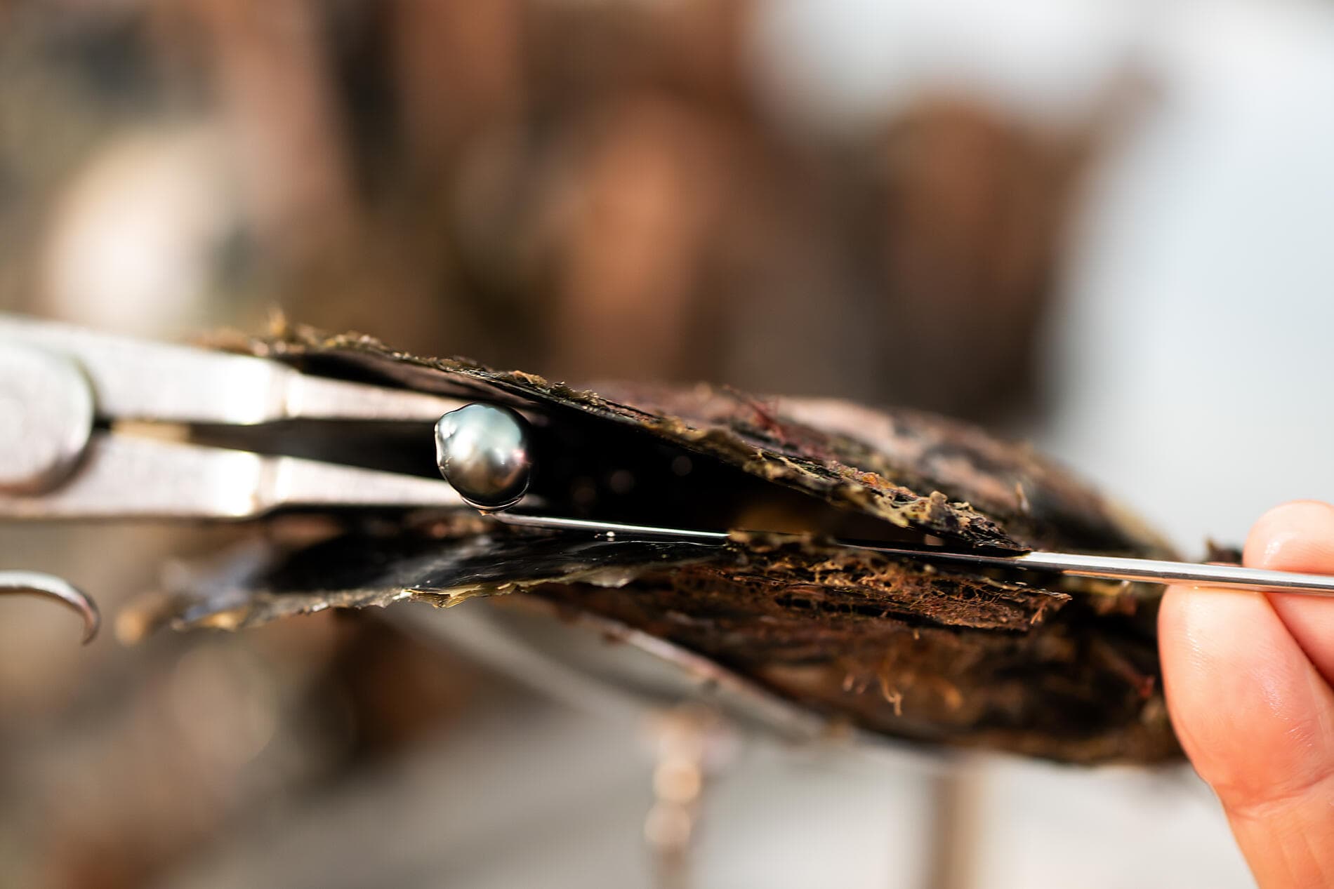 Marquises, Tuamotu et îles de la Société