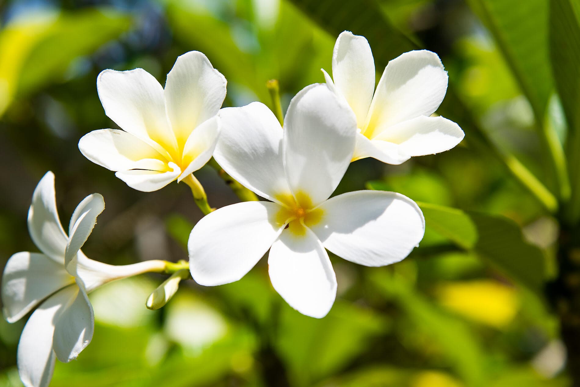 Îles de la Société et Tuamotu 