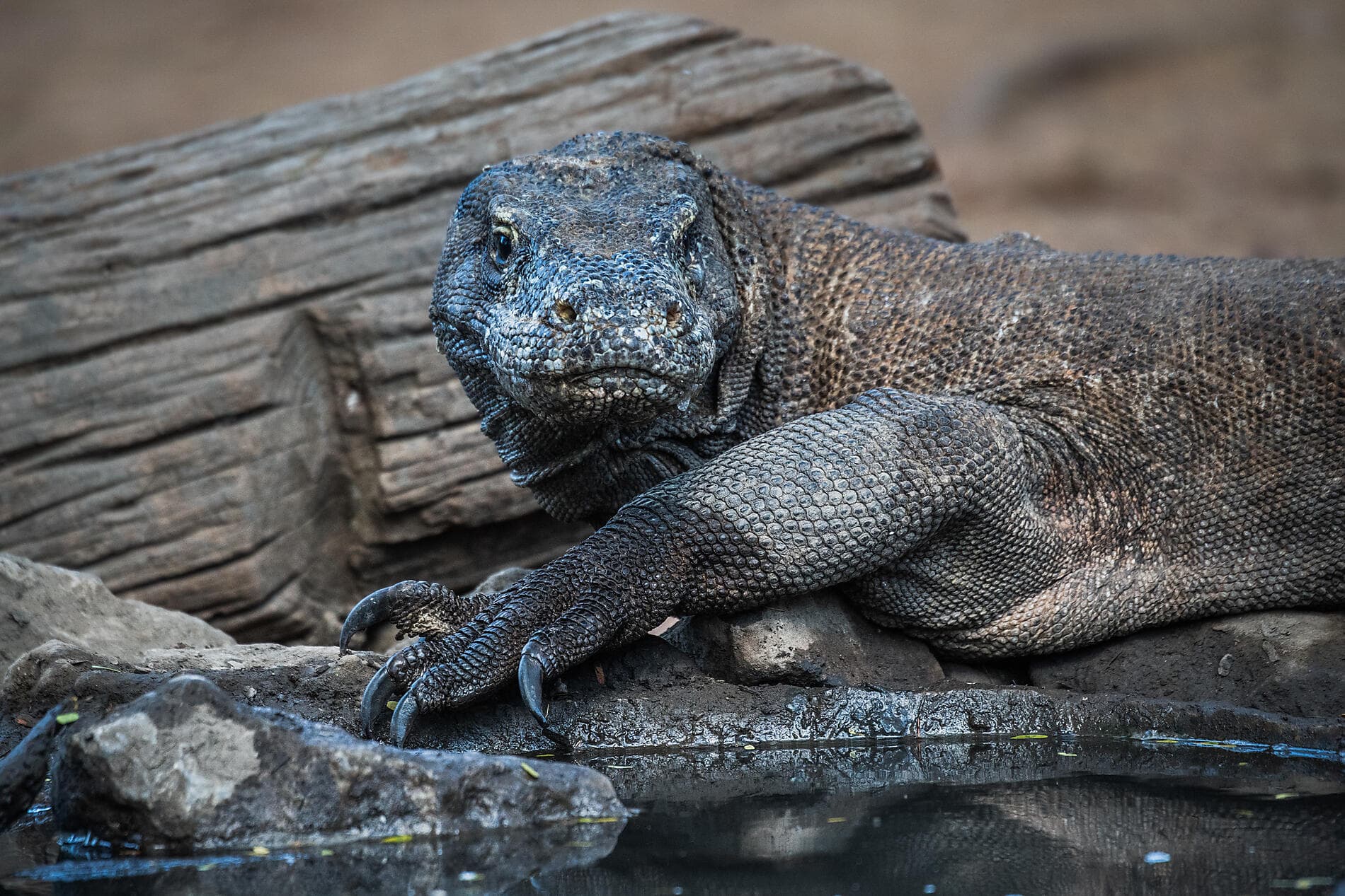 Terres sauvages d’Indonésie  