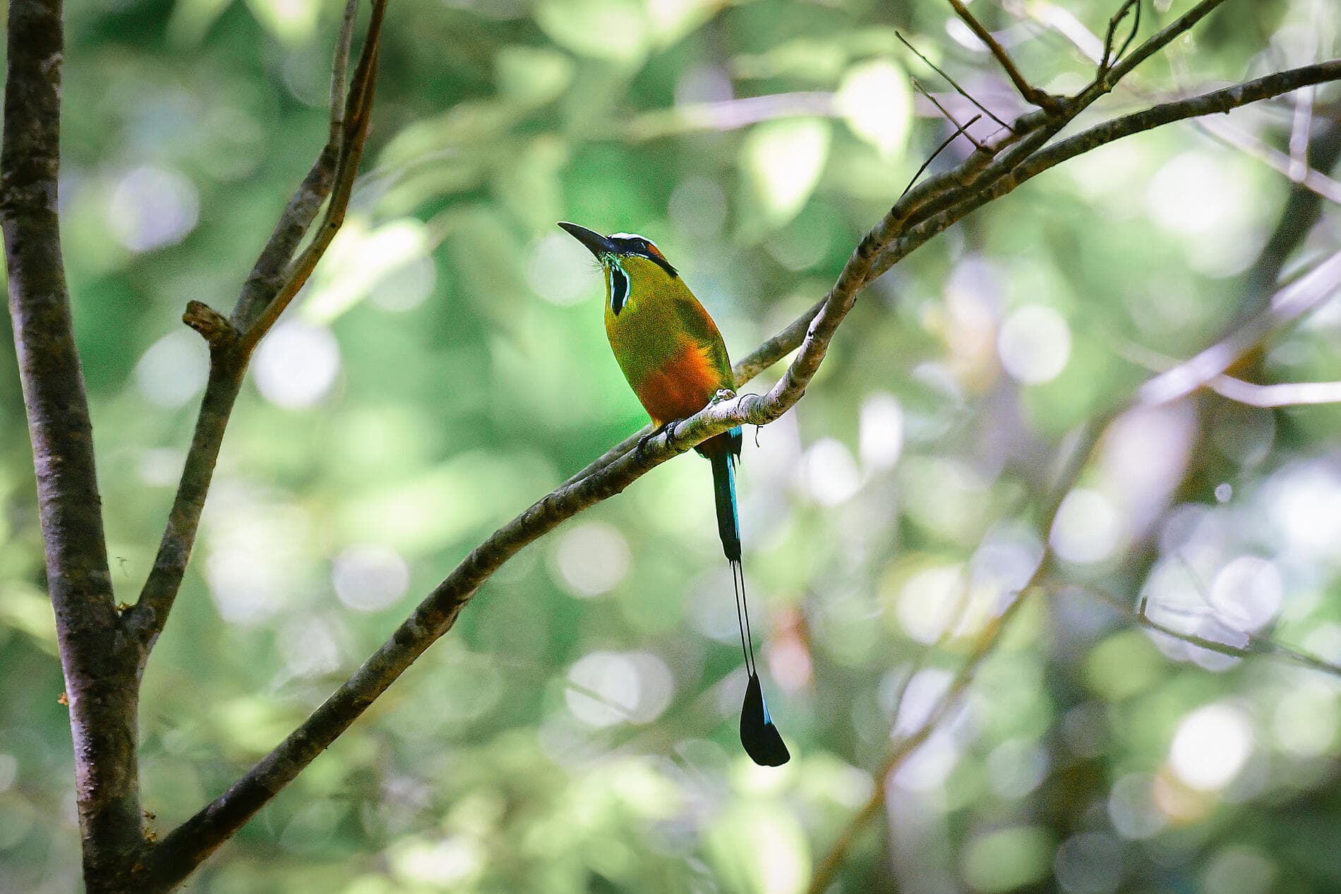 Secrets d’Amérique centrale